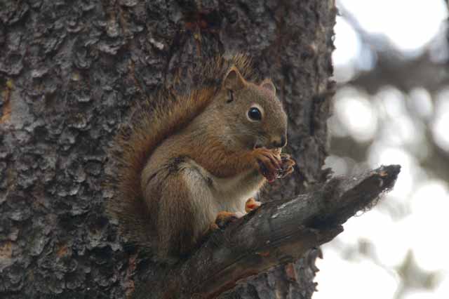 squirrel on Maligne Lake